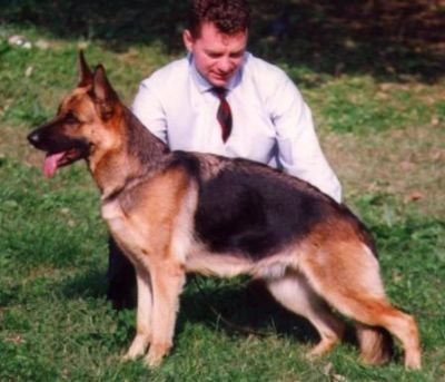 Minka vom Drei Birkenzwinger