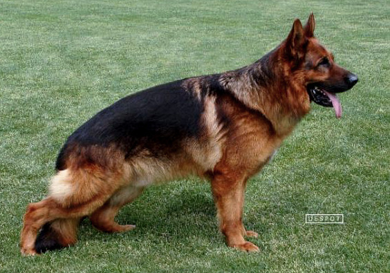Figo von der Orangerie
