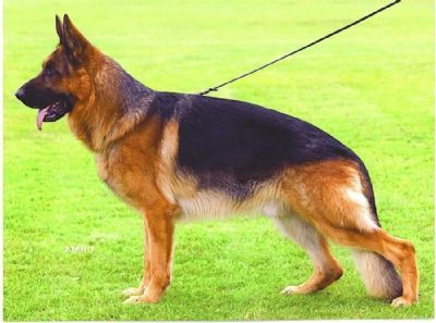 Marko della Valcuvia