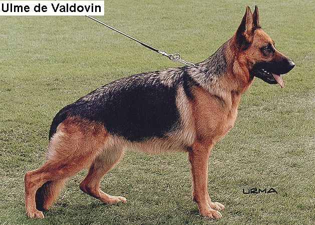 Ulme de Valdovin