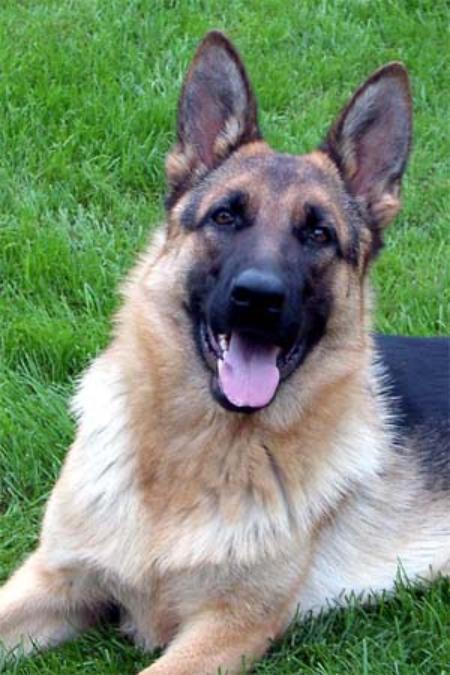 Wanda vom Haus Stoppacher