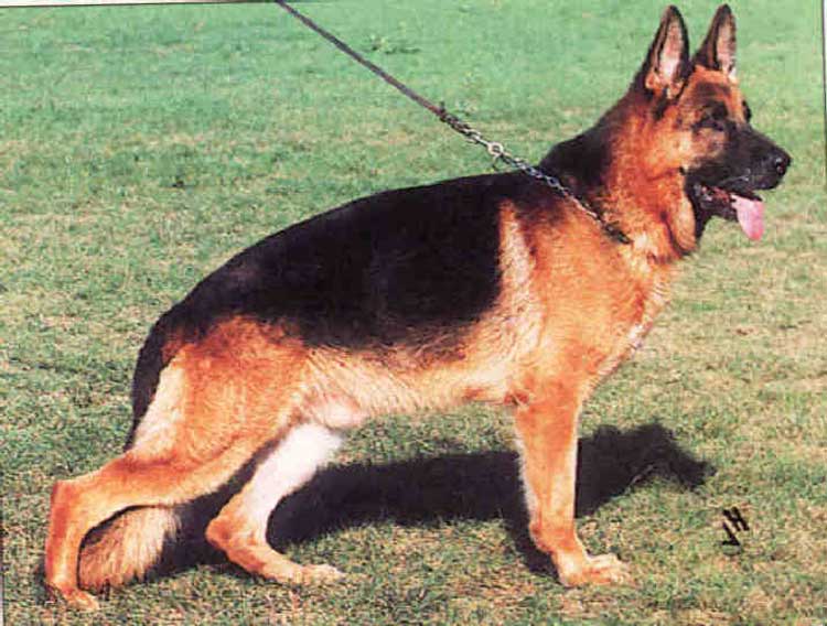 Odin vom Tannenmeise