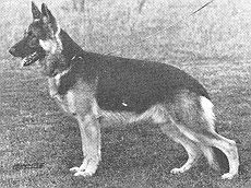 Chicko von Gut Friedburg