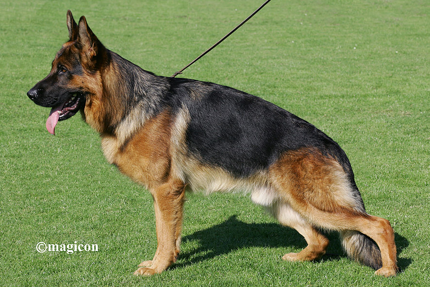 Dax de Intercanina