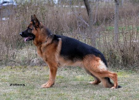 Jasko Bürstädter Blut