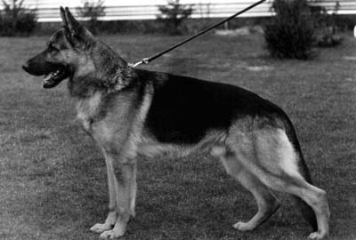 Jago von der Baiertalerstraße