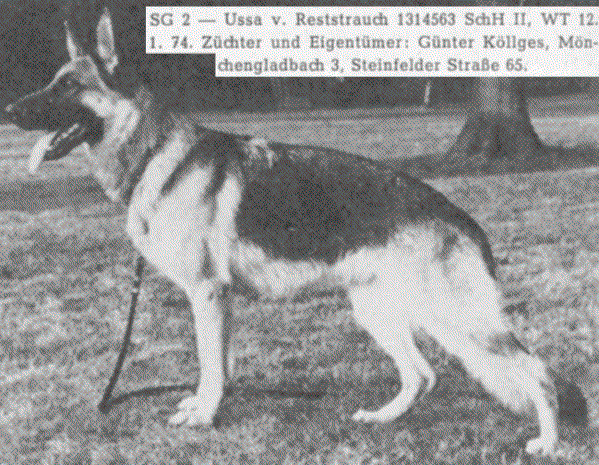 Ussa vom Reststrauch