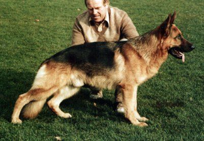 Pirol van Huize Hintdonk
