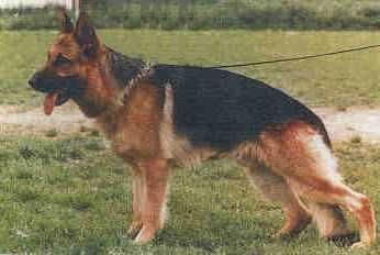 Gordon von Adeloga