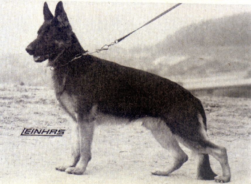 Hero vom Lauerhof