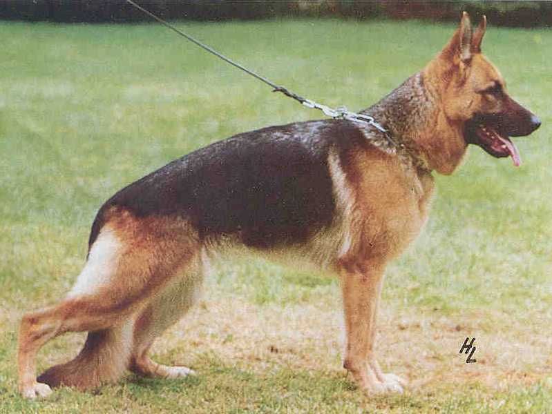 Melange von San Marco