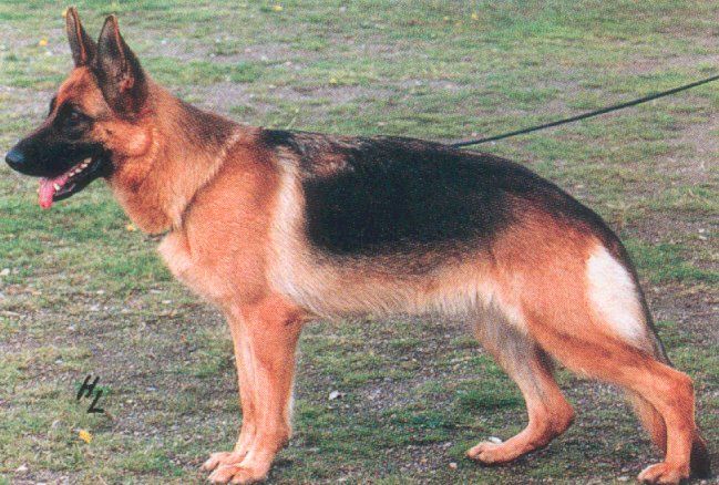 Yanke vom Wildsteiger Land