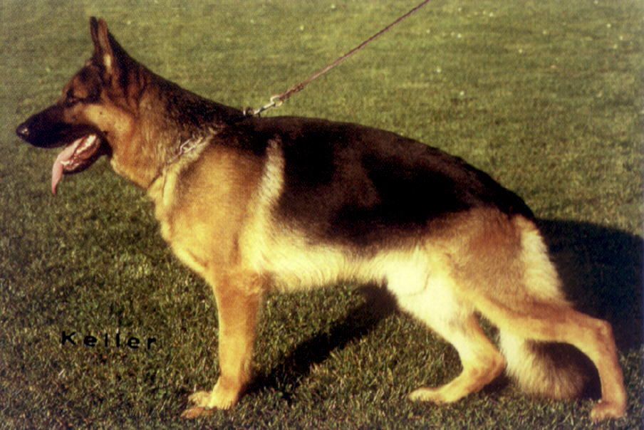 Yassko von der Roten Matter