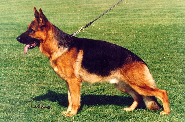 Yasko vom Farbenspiel