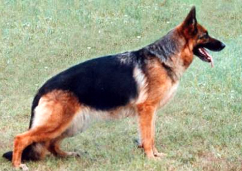 Talisa di Fossombrone