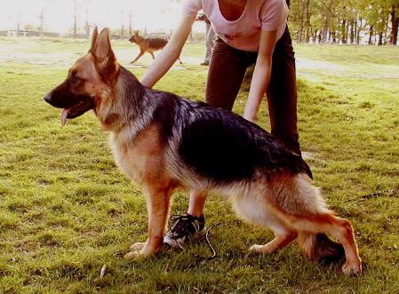 Lira vom Zellwaldrand