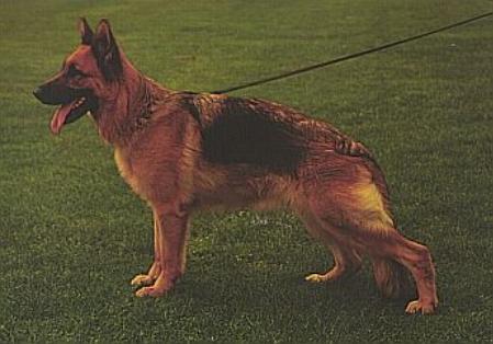 Lady von Tramontana
