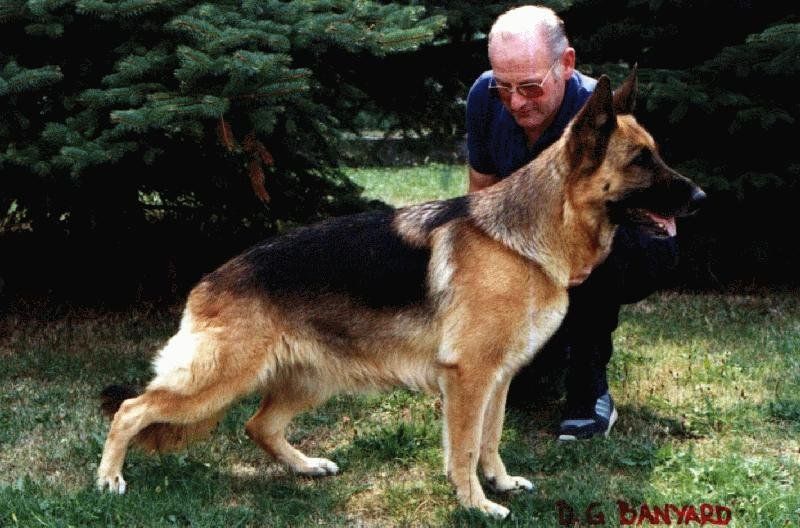 Ica vom Haus Reiterland