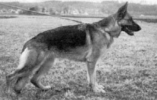 Palme vom Wildsteiger Land