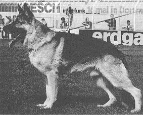 Nick von der Wienerau