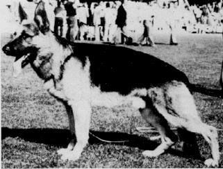 Dax von der Wienerau