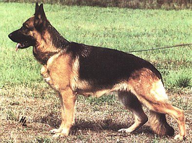 Xandra von der Wienerau