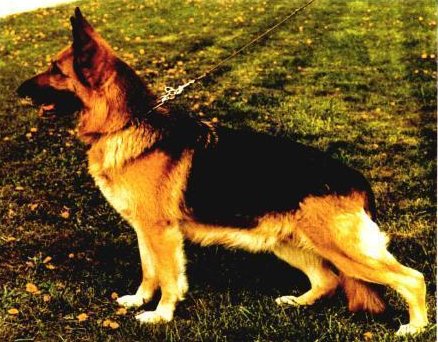 Flora vom Königsbruch