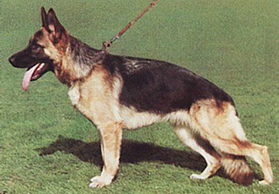 Pischa von Bad-Boll