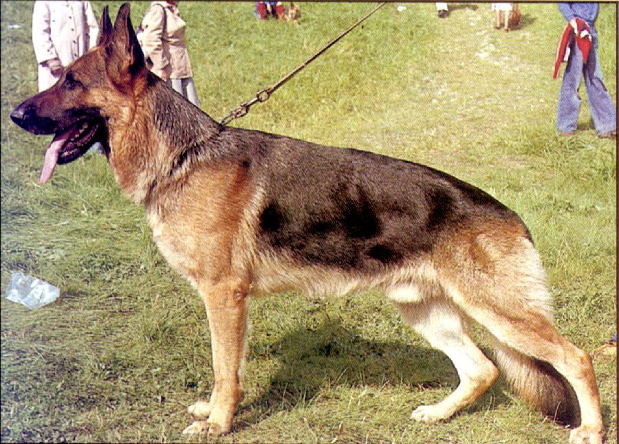 Irk von der Wienerau