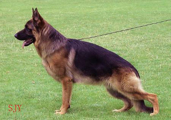 Yerom vom Haus Salihin