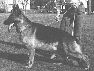 Vax von der Wienerau