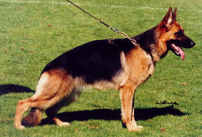 Tanni vom Arkanum