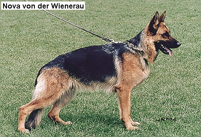 Nova von der Wienerau