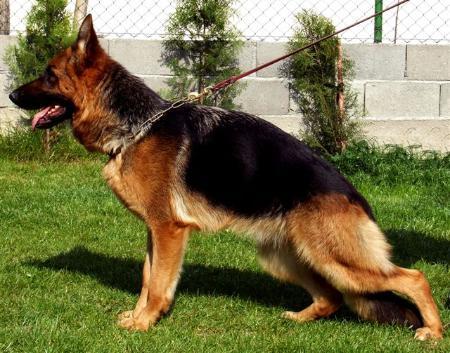 Divna Armandia Lidderdali