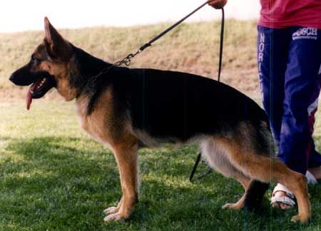 Cina von der Wienerau