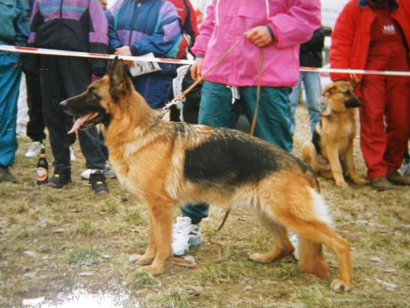 Ratta von der Wienerau