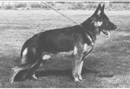 Maro von der Wienerau