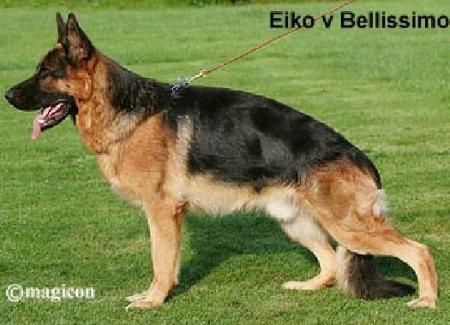 Eikó von Bellissimo (H)