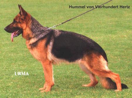 Hummel von Vierhundert Hertz
