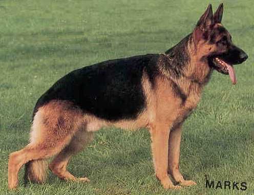 Enzo von der Burg Aliso