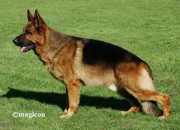 Yukon von der Bastillie