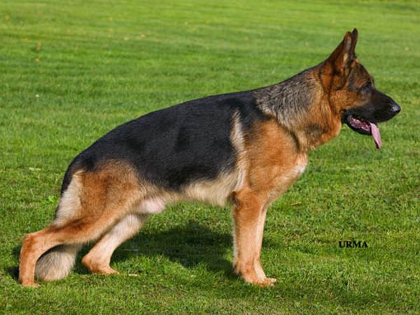 Xaro d'Ulmental