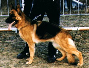 Daffy dei Tre Pini