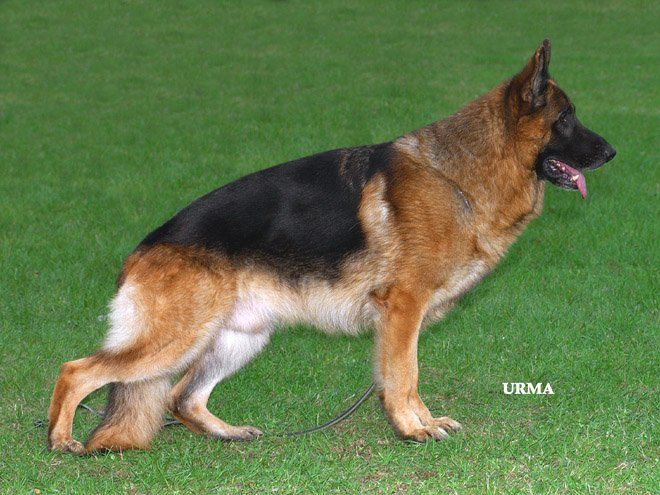 Saber v. Steffen Haus (USA)