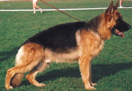 Brass Aranyvölgyi-Örseg