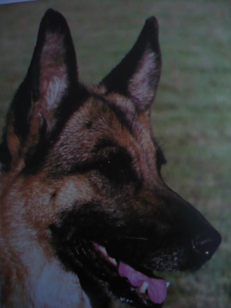 Fee vom Weihertürchen