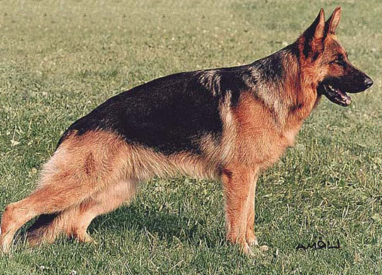 Max della Loggia dei Mercanti