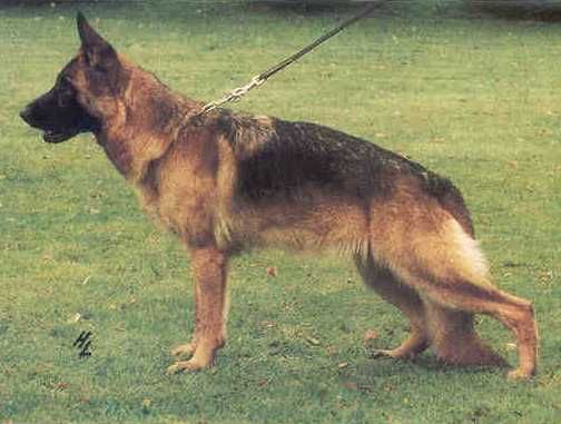 Vaneska von der Wienerau