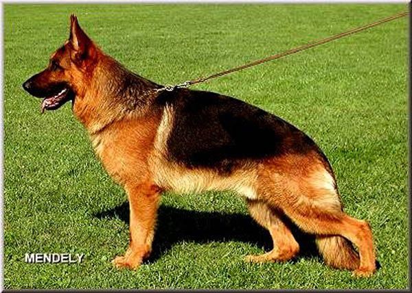 Dux de Cuatro Flores