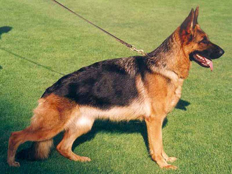 Carolin vom Fichtenschlag